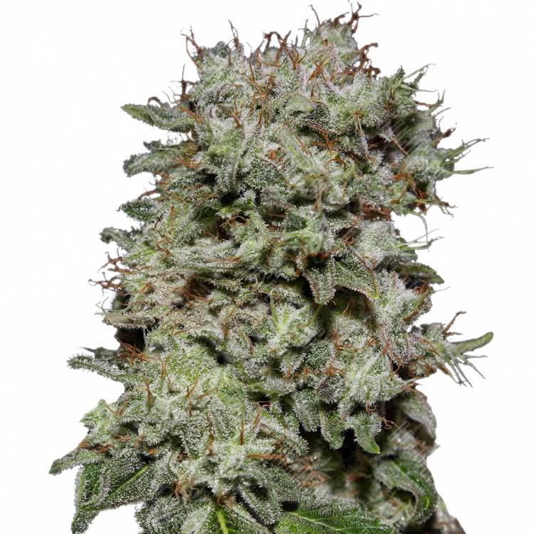 семена индийской конопли Kalashnikova feminised Green House Seeds семена индийской конопли Kalashnikova feminised Green House Seeds