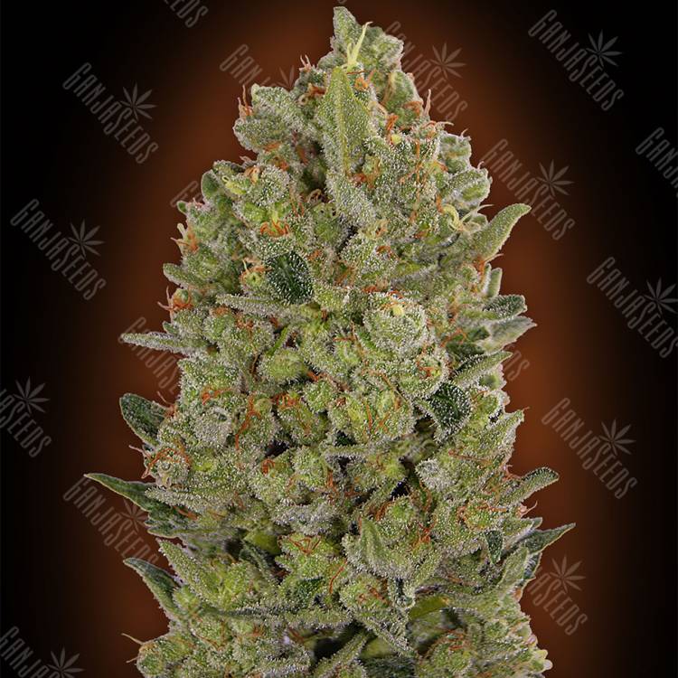 семена конопли почтой 00 Hashchis feminised 00 Seeds семена конопли почтой 00 Hashchis feminised 00 Seeds