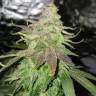 конопля семена сорта заказать Bubba Kush feminised Humboldt Seeds