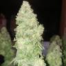 семена индийской конопли Bubba Kush feminised Humboldt Seeds