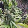 семена конопли Москва Anesthesia feminised Pyramid Seeds семена конопли Москва Anesthesia feminised Pyramid Seeds