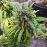 семена культурной конопли купить Anesthesia feminised Pyramid Seeds семена культурной конопли купить Anesthesia feminised Pyramid Seeds