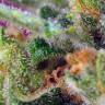 заказ семян конопли Спб Black Jack CBD feminised Sweet Seeds