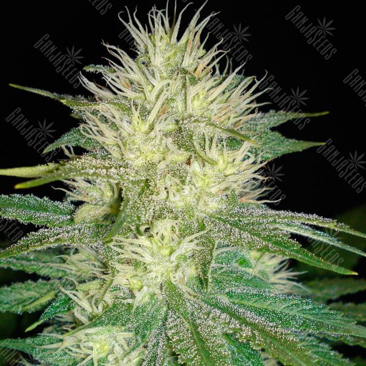 семена конопли интернет магазин White Russian feminised GanjaLiveSeeds семена конопли интернет магазин White Russian feminised GanjaLiveSeeds
