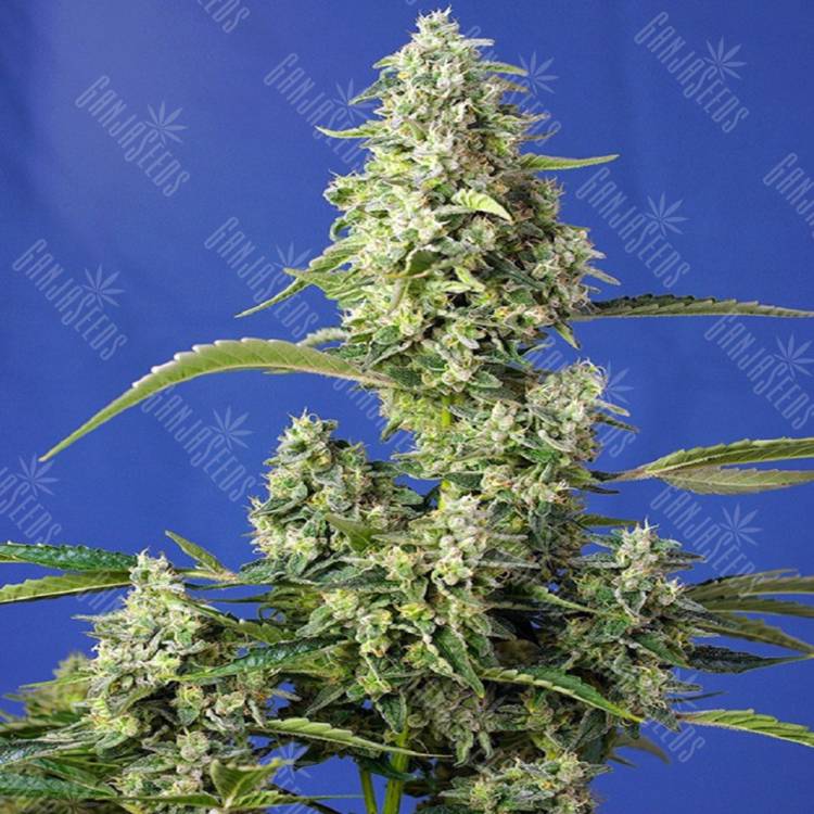 Семена Auto Gorilla Girl XL feminised Ganja Seeds Семена Auto Gorilla Girl XL feminised Ganja Seeds