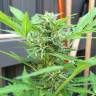 семена конопли для посадки купитьSuper Critical feminised Green House Seeds семена конопли для посадки купитьSuper Critical feminised Green House Seeds