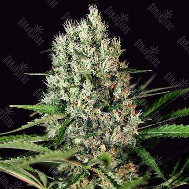 семена конопли индика Quick Mass feminised Exotic Seed семена конопли индика Quick Mass feminised Exotic Seed
