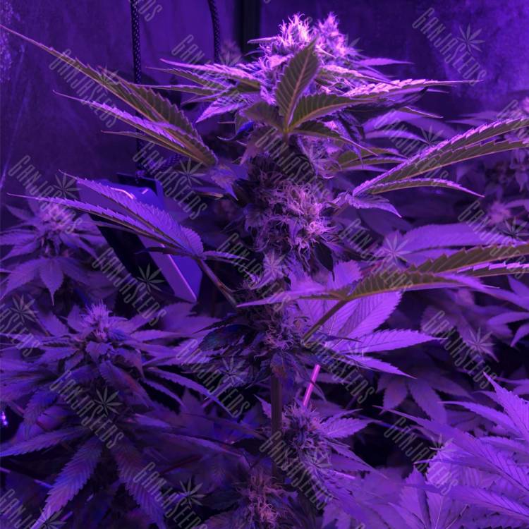 семена конопли в России Bubba Kush 2.0 feminised Humboldt Seeds семена конопли в России Bubba Kush 2.0 feminised Humboldt Seeds