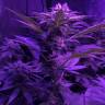 семена конопли в России Bubba Kush 2.0 feminised Humboldt Seeds семена конопли в России Bubba Kush 2.0 feminised Humboldt Seeds