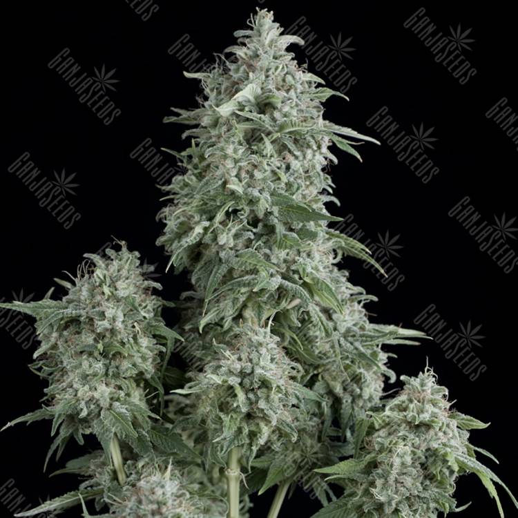 семена конопли для посадки купить Anubis feminised Pyramid Seeds семена конопли для посадки купить Anubis feminised Pyramid Seeds