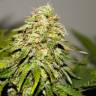 Качественные семена конопли Auto Critical Kush feminised Ganja Seeds Качественные семена конопли Auto Critical Kush feminised Ganja Seeds