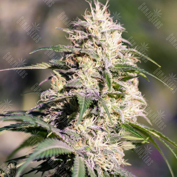 Семена марихуаны в России Big Bud feminised GanjaLiveSeeds Семена марихуаны в России Big Bud feminised GanjaLiveSeeds