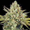 семена конопли аутдор White Widow regular