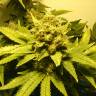 семена индийской конопли White Widow regular