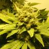 мощные семена конопли White Widow regular
