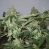 семена конопли в фирменной упаковке White Widow regular