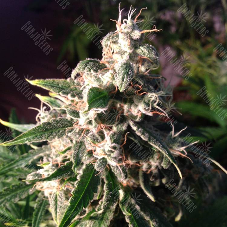 Auto Think Different feminised Dutch Passion Seeds Auto Think Different feminised Dutch Passion Seeds