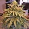 семена конопли Москва Tangerine Dream feminised Barneys Farm семена конопли Москва Tangerine Dream feminised Barneys Farm