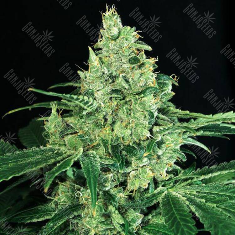 семена конопли для посадки купить Sir Jack feminised Exotic Seed семена конопли для посадки купить Sir Jack feminised Exotic Seed