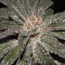 семена конопли для выращивания Bubba's Gift feminised Humboldt Seeds