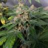 семена конопли для выращивания Black Jack feminised Sweet Seeds семена конопли для выращивания Black Jack feminised Sweet Seeds