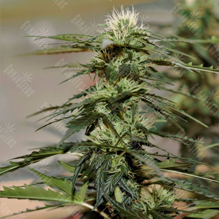 Семена марихуаны Auto Daiquiri Lime feminised Ganja Seeds Семена марихуаны Auto Daiquiri Lime feminised Ganja Seeds