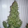 заказ семян конопли Спб AK 47 regular Ganja Seeds заказ семян конопли Спб AK 47 regular Ganja Seeds