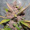 Blueberry feminised Dutch Passion Seeds Blueberry feminised Dutch Passion Seeds