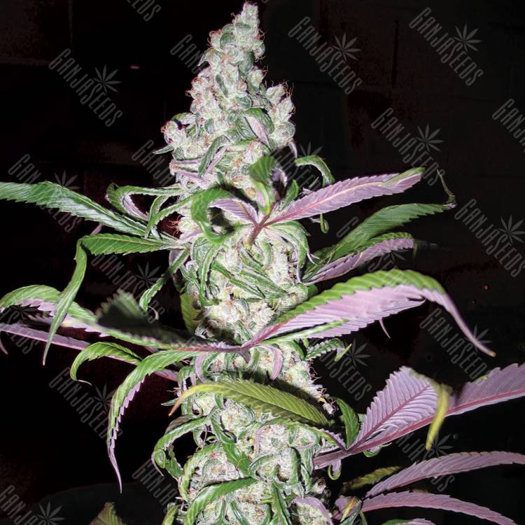 Blueberry feminised Dutch Passion Seeds Blueberry feminised Dutch Passion Seeds
