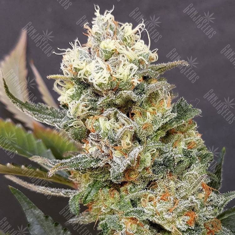 AK 47 x Black Domina feminised Breeders Community Seeds AK 47 x Black Domina feminised Breeders Community Seeds