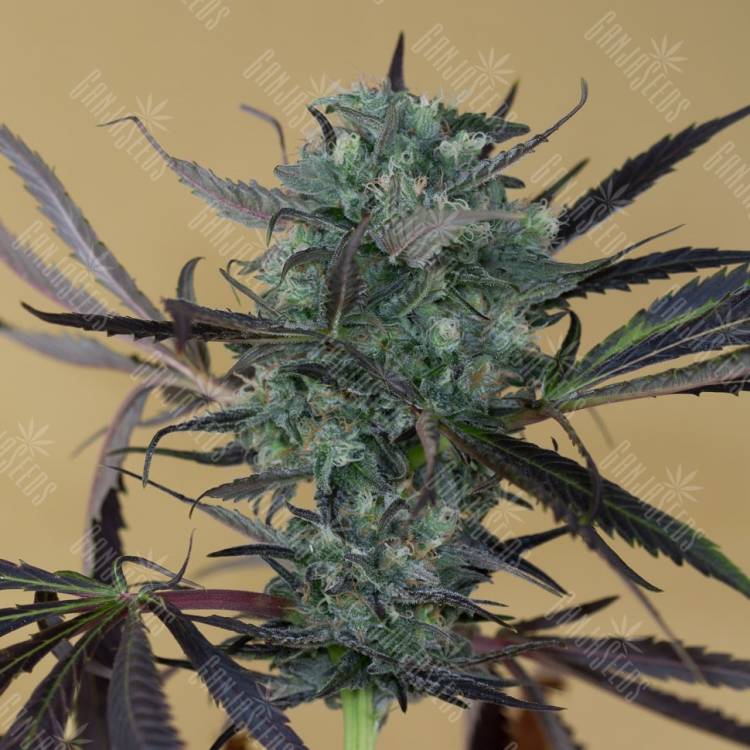 Chemdog regular Ganja Seeds Chemdog regular Ganja Seeds