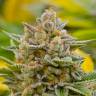 семена конопли для посадки купить Top Dawg feminised Barneys Farm семена конопли для посадки купить Top Dawg feminised Barneys Farm
