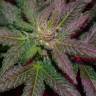 семена конопли для курения Top Dawg feminised Barneys Farm семена конопли для курения Top Dawg feminised Barneys Farm