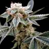 купить семена конопли White Alien feminised DNA Genetics купить семена конопли White Alien feminised DNA Genetics