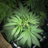 семена конопли в фирменной упаковке Blue Fire feminised Humboldt Seeds