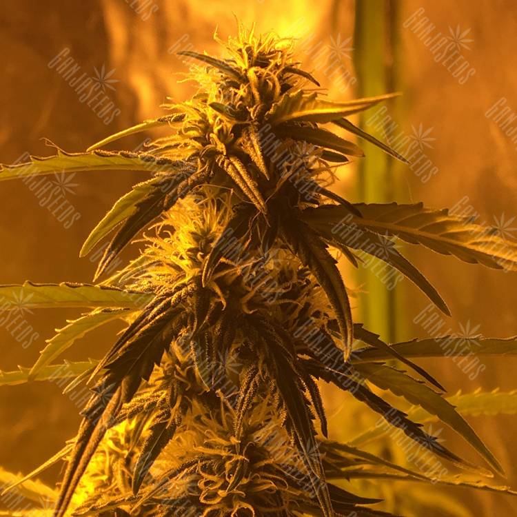 семена конопли в интернете Botafumeiros feminised Sweet Seeds