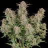 купить онлайн семена конопли Auto Fast Bud #2 feminised купить онлайн семена конопли Auto Fast Bud #2 feminised