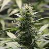 семена конопли дешево White Widow feminised Green House Seeds