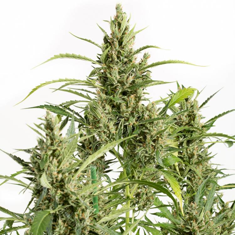 Amnesia feminised Breeders Community Seeds Amnesia feminised Breeders Community Seeds