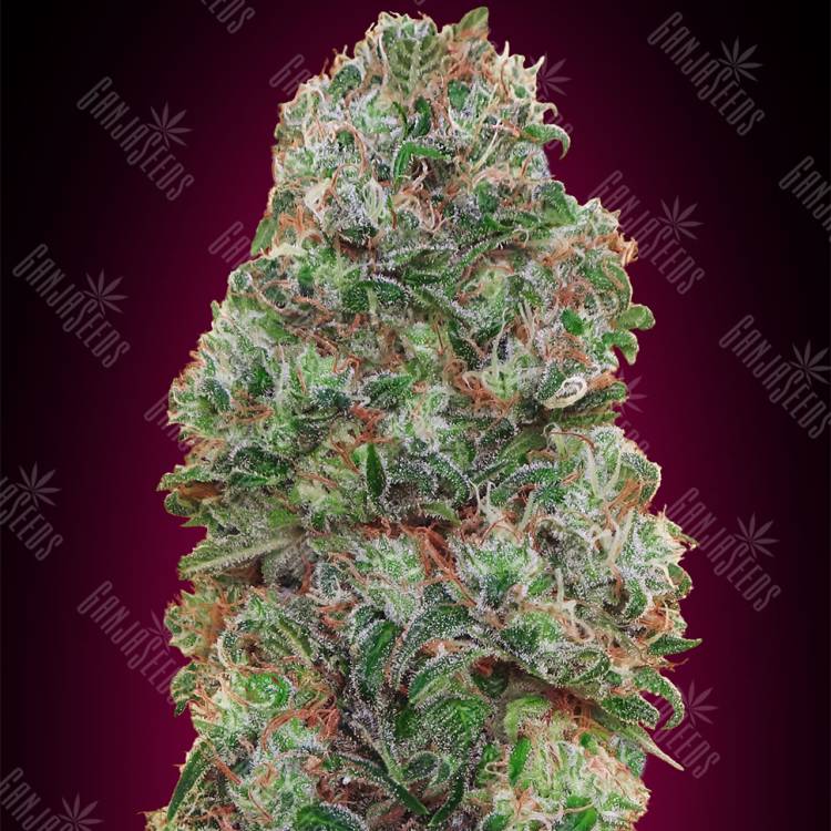 семена конопли для посадки купить Bubble Gum feminised 00 Seeds семена конопли для посадки купить Bubble Gum feminised 00 Seeds