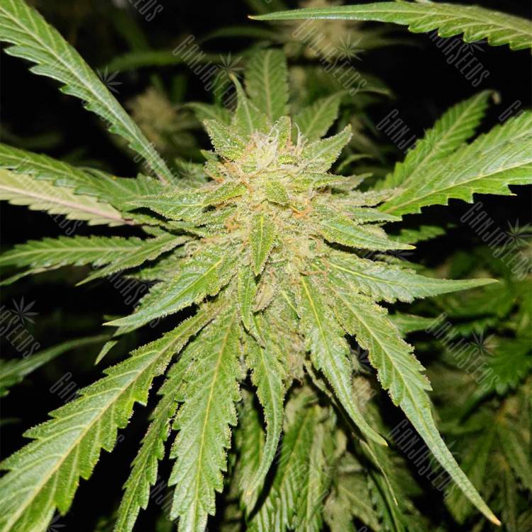 семена конопли аутдор Triple Cheese feminised Barneys Farm семена конопли аутдор Triple Cheese feminised Barneys Farm