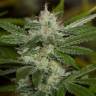 семена конопли интернет магазин Chemdawg feminised Humboldt Seeds