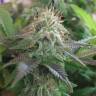 семена конопли с доставкой Blue Pyramid feminised Pyramid Seeds семена конопли с доставкой Blue Pyramid feminised Pyramid Seeds