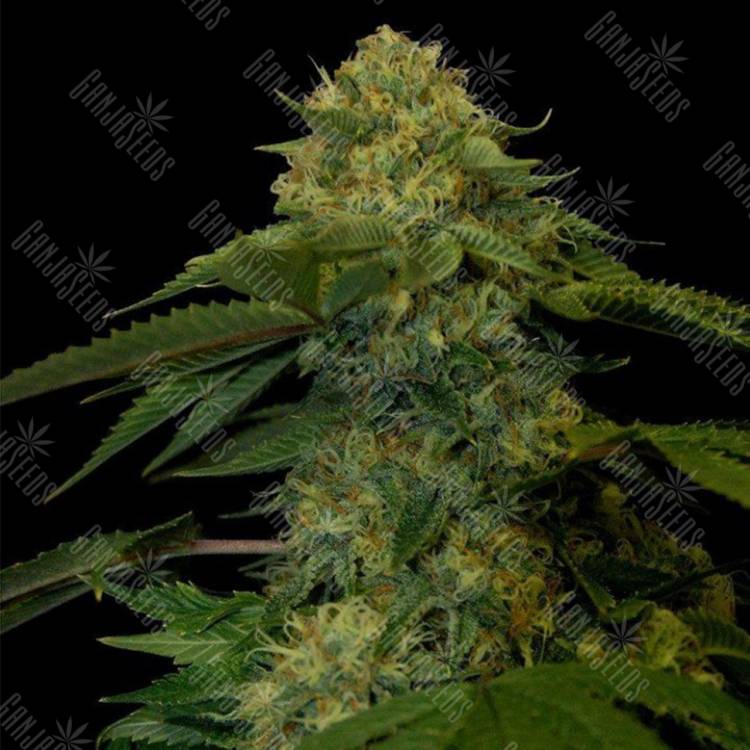 Семена Holy Grail feminised Ganja Seeds Семена Holy Grail feminised Ganja Seeds