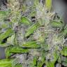 заказ семян конопли Спб Big Dutch Bud feminised заказ семян конопли Спб Big Dutch Bud feminised