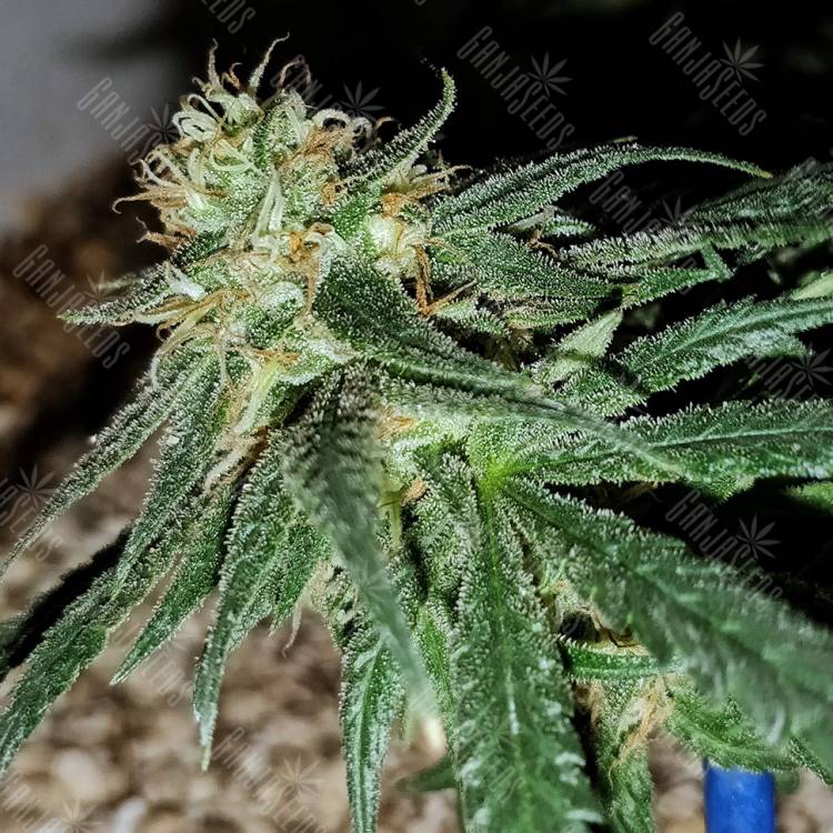 семена конопли дешево Utopia Haze feminised Barneys Farm семена конопли дешево Utopia Haze feminised Barneys Farm