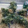 мощные семена конопли Utopia Haze feminised Barneys Farm мощные семена конопли Utopia Haze feminised Barneys Farm