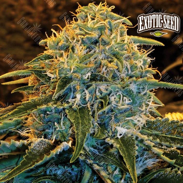 семена конопли марихуаны Z&Z feminised Exotic Seed семена конопли марихуаны Z&Z feminised Exotic Seed