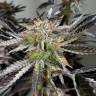 семена сортовой конопли Chocolate Mint OG feminised Humboldt Seeds семена сортовой конопли Chocolate Mint OG feminised Humboldt Seeds