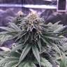 семена конопли в оригинальных упаковках Chocolate Mint OG feminised Humboldt Seeds семена конопли в оригинальных упаковках Chocolate Mint OG feminised Humboldt Seeds